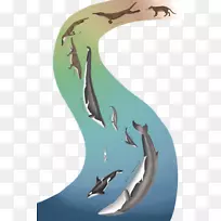 鲸目虎鲸进化