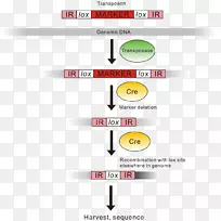 基因组文库基因组转座子核酸序列-反转重复序列