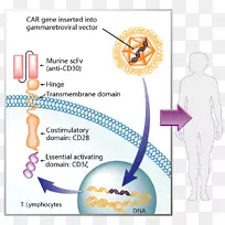 嵌合抗原受体-γ球蛋白治疗癌症