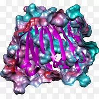 艺术粉红m有机体-丙种球蛋白