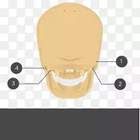 泡灯钟针状乳突孔颞骨设计