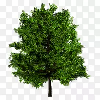 树木木材榆树小英国橡木纹理映射-树
