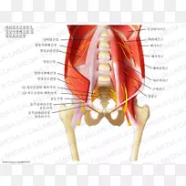 骶神经丛腰丛髂下神经髂腹股沟神经腰丛