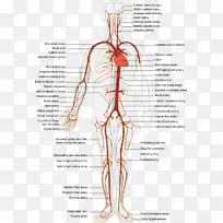 动脉和静脉循环系统动脉人体血液