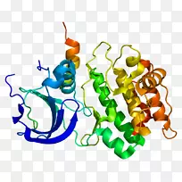 tpx 2基因极光激酶微管结构-细胞周期调控