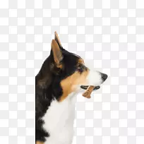 设得兰牧羊犬粗糙牧羊犬培育英国老牧羊犬奶-狗牙骨