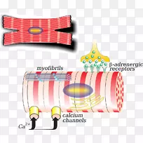 人体生物学心肌细胞剪贴术蛋壳蛋白膜分离