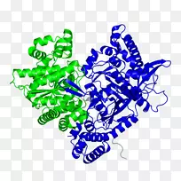 NiFe氢酶产氢酶碱性磷酸酶糖原磷酸化酶