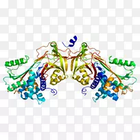 肝素辅助因子Ⅱ抗凝血酶特性纤溶酶原激活物抑制物-2-γ球蛋白
