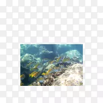 珊瑚礁鱼水下海水