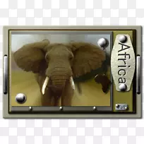 印度象非洲象Elephantidae陆生动物-印度