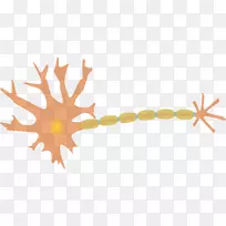 神经元脑树突轴突剪贴术-脑