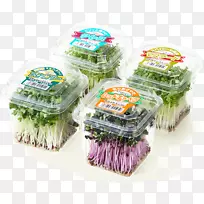 蔬菜发芽红色甘蓝、菜群-花椰菜芽