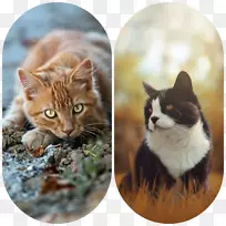 胡须猫，家用短毛猫，波斯猫，英国速记猫