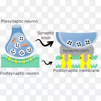 突触后电位化学突触神经元神经科学突触后电位