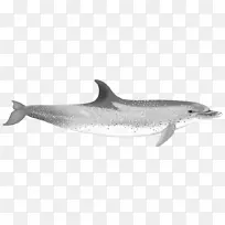 普通宽吻海豚短喙普通海豚图库溪粗齿海豚白嘴海豚