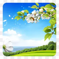 桌面壁纸android下载Aptoide-番红花