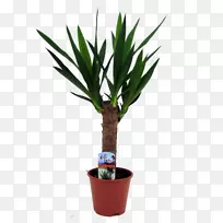 槟榔科yucca花盆栽植物茎-植物