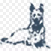 达尔马提亚犬繁殖胡须猫非运动团体-诺维奇犬