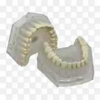 人类牙型颌骨牙科-颌骨