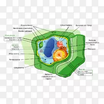 植物细胞壁原核生物