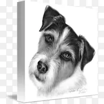 迷你雪纳瑞小狗帕森罗素猎犬杰克罗素猎犬线毛狐猎犬罗素猎犬