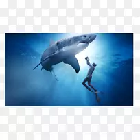 大白鲨纪录片“猎杀鲨鱼”
