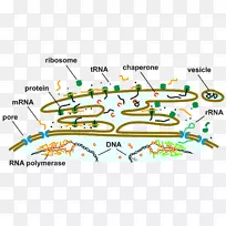 内质网核糖体高尔基体核包膜细胞质-其它