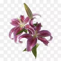 郁金香百合：一朵让男人疯狂剪花的故事