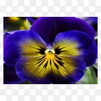 潘西紫罗兰种子花瓣阳台-紫罗兰