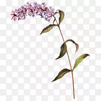 普通紫丁香夏季丁香植物学