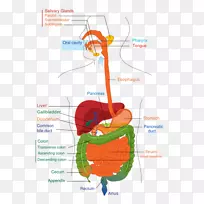 胃肠道人消化系统消化图人体肌肉骨骼系统