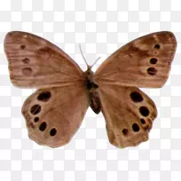 毛茸茸的蝴蝶-维基共享网站