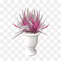 紫露草‘三色’花盆观赏植物摩西在摇篮河内-莱泰