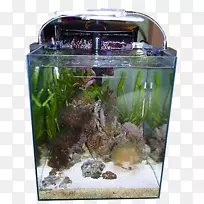 鱼类饲养水族馆-Carassius auratus DNI akwarystyki生态系统水生植物