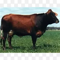 萨希瓦尔牛，荷斯坦牛，弗里西亚牛，泽西牛，艾尔郡牛，格恩西岛牛-萨希瓦尔牛