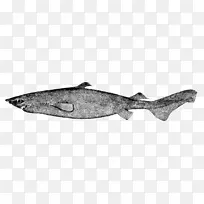 鳞状鲨鱼葡萄牙狗鱼暗滑圆滑的黑狗鱼刺状的狗鱼