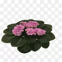 鹤嘴花盆天竺葵一年生草本植物非洲紫罗兰