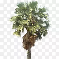 墨西哥扇椰子树