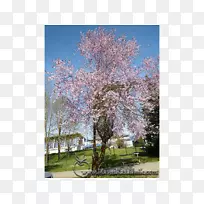 樱桃花李子(St.au.150 min.v.unc.nr ad-prunus tomentosa)