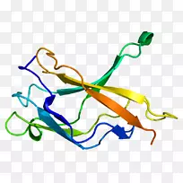 nfkb1 nf-κb hmga 2蛋白重链
