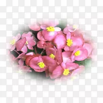 结瘤秋海棠花盆植物