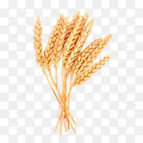 麦片谷物剪贴画-丁克尔小麦