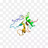 Thap1pawr基因肌张力障碍蛋白-核酸序列