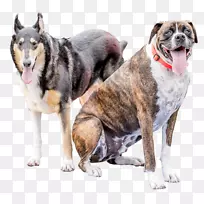 犬鼻杂交犬