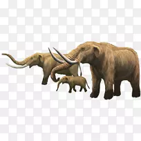 印度象，非洲象，猛犸象，象牙象，大象和猛犸象