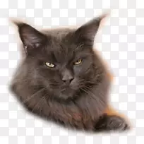 爪哇猫缅因州内白龙亚洲半长毛挪威森林猫科动物缅因州