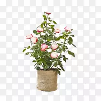 玫瑰科花盆花艺切花-非洲菊(Gerbera blütenbl tter)