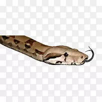 鞋类动物-蟒蛇