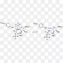 氨基磷酸核糖转移酶磷酸焦磷酸嘌呤代谢磷核糖胺